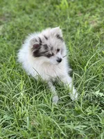 Bluey, a female Pomeranian for sale in Mishawaka, IN – 3 of 10
