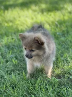 Pip, a male Pomeranian for sale in Mishawaka, IN – 2 of 10