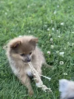 Pip, a male Pomeranian for sale in Mishawaka, IN – 9 of 10