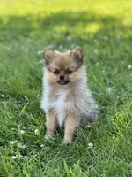 Ruby, a female Pomeranian for sale in Mishawaka, IN – 8 of 10