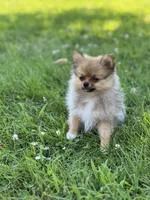 Ruby, a female Pomeranian for sale in Mishawaka, IN – 5 of 10