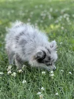 Bluey, a female Pomeranian for sale in Mishawaka, IN – 6 of 10