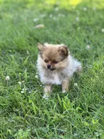 Ruby, a female Pomeranian for sale in Mishawaka, IN – 6 of 10