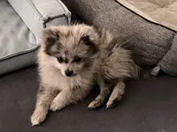 Bluey, a female Pomeranian for sale in Mishawaka, IN – 10 of 10