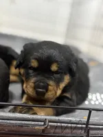 Pink, a female Rottweiler for sale in Tucson, AZ – Photo 1 of 6