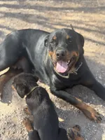Pink, a female Rottweiler for sale in Tucson, AZ – Photo 3 of 6