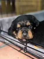 Red, a male Rottweiler for sale in Tucson, AZ – Photo 2 of 7