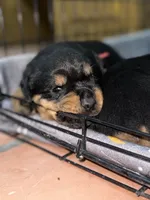 Red, a male Rottweiler for sale in Tucson, AZ – Photo 1 of 7