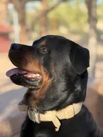 Red, a male Rottweiler for sale in Tucson, AZ – Photo 5 of 7