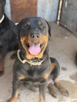 Red, a male Rottweiler for sale in Tucson, AZ – Photo 7 of 7