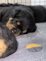 Grey, a male Rottweiler for sale in Tucson, AZ – Photo 1 of 6