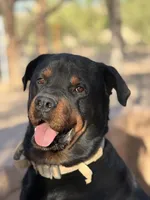 Grey, a male Rottweiler for sale in Tucson, AZ – Photo 4 of 6