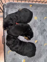 Grey, a male Rottweiler for sale in Tucson, AZ – Photo 2 of 6