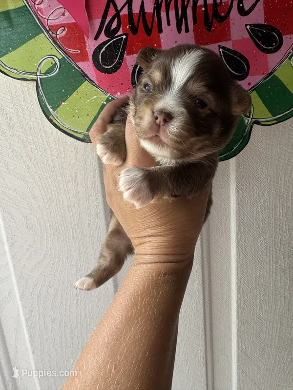 Fluff – French Bulldog, Chihuahua puppy for sale in Santo, TX