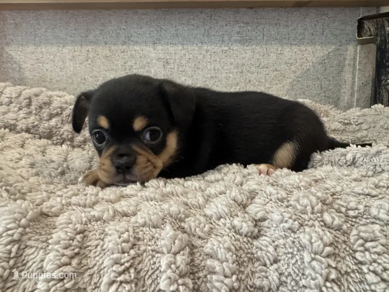 May  – French Bulldog, Chihuahua puppy for sale in Santo, TX
