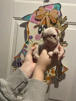 Scoop, a male Pug for sale in Santo, TX – Photo 7 of 7