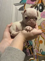 Scoop, a male Pug for sale in Santo, TX – Photo 6 of 7