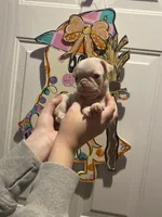 Scoop, a male Pug for sale in Santo, TX – Photo 2 of 7