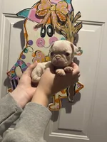 Scoop, a male Pug for sale in Santo, TX – Photo 3 of 7