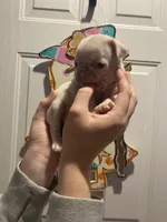 Scoop, a male Pug for sale in Santo, TX – Photo 5 of 7