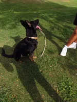 Forest , a male German Shepherd Dog for sale in Santo, TX – 2 of 3