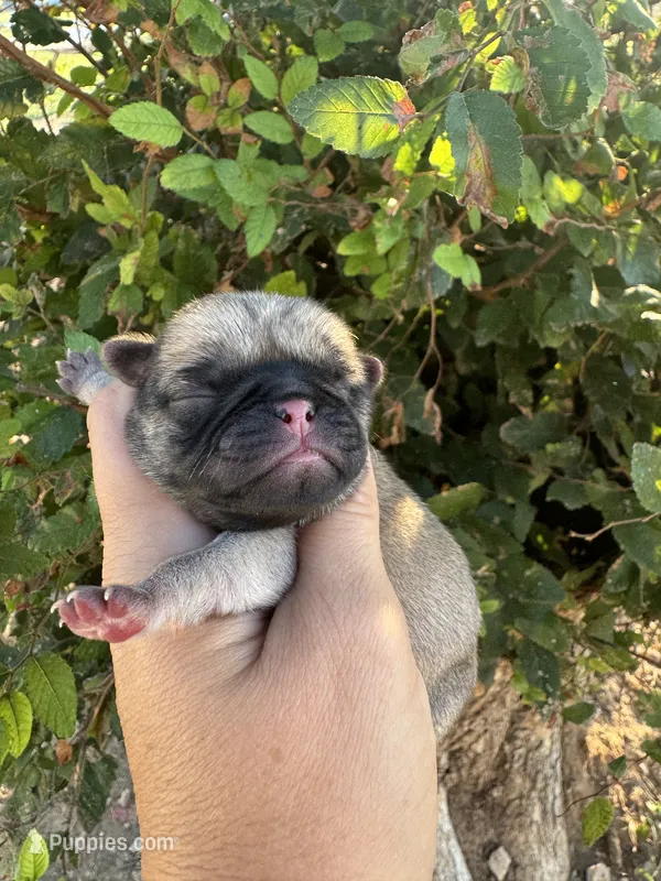 Huddle – Pug puppy for sale in Santo, TX