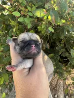 Huddle, a male Pug for sale in Santo, TX – 1 of 4