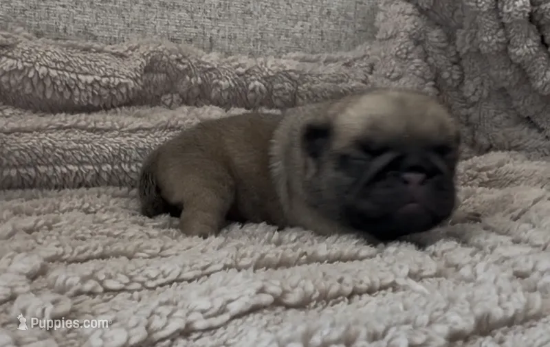 Huddle – Pug puppy for sale in Santo, TX