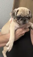 Merle , a male Pug for sale in Santo, TX – 2 of 4