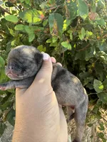 Spike, a female Pug for sale in Santo, TX – 4 of 4