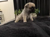 Huddle, a male Pug for sale in Santo, TX – 2 of 5