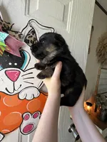 Iris, a female German Shepherd Dog for sale in Santo, TX – Photo 3 of 3