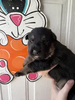 Iris, a female German Shepherd Dog for sale in Santo, TX – Photo 2 of 3