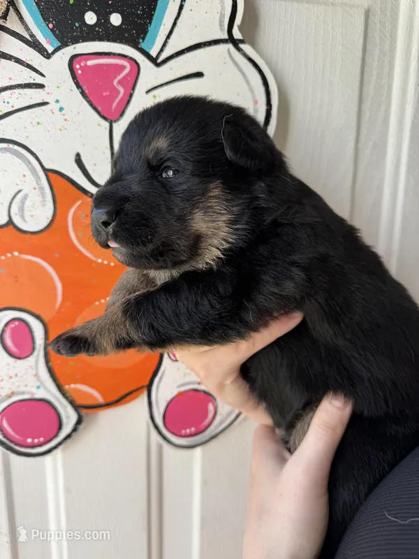 Iris – German Shepherd Dog puppy for sale in Santo, TX