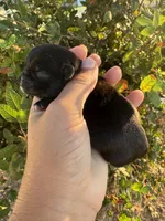 Blitz, a female Pug for sale in Santo, TX – 2 of 3