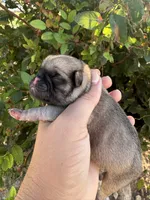 Huddle, a male Pug for sale in Santo, TX – 2 of 4