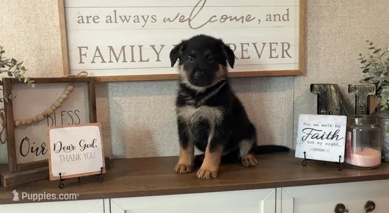 Oak – German Shepherd Dog puppy for sale in Santo, TX