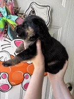 Oak, a male German Shepherd Dog for sale in Santo, TX – Photo 3 of 3