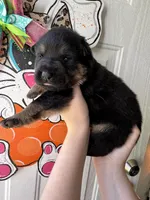 Oak, a male German Shepherd Dog for sale in Santo, TX – Photo 1 of 3