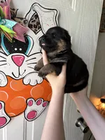 Oak, a male German Shepherd Dog for sale in Santo, TX – Photo 2 of 3