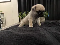 Huddle, a male Pug for sale in Santo, TX – 5 of 5