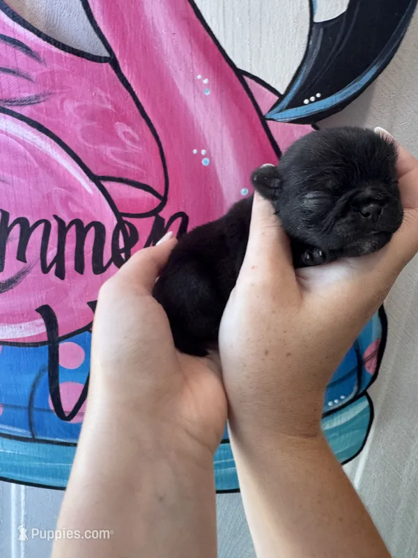 Blitz – Pug puppy for sale in Santo, TX