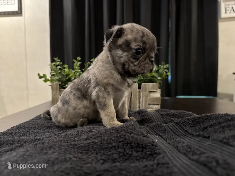 Spike – Pug puppy for sale in Santo, TX