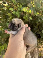Huddle, a male Pug for sale in Santo, TX – 3 of 4