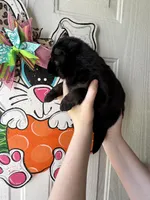 Forest , a male German Shepherd Dog for sale in Santo, TX – Photo 4 of 4