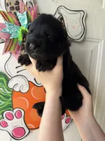 Forest , a male German Shepherd Dog for sale in Santo, TX – Photo 2 of 4