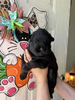 Forest , a male German Shepherd Dog for sale in Santo, TX – Photo 3 of 4