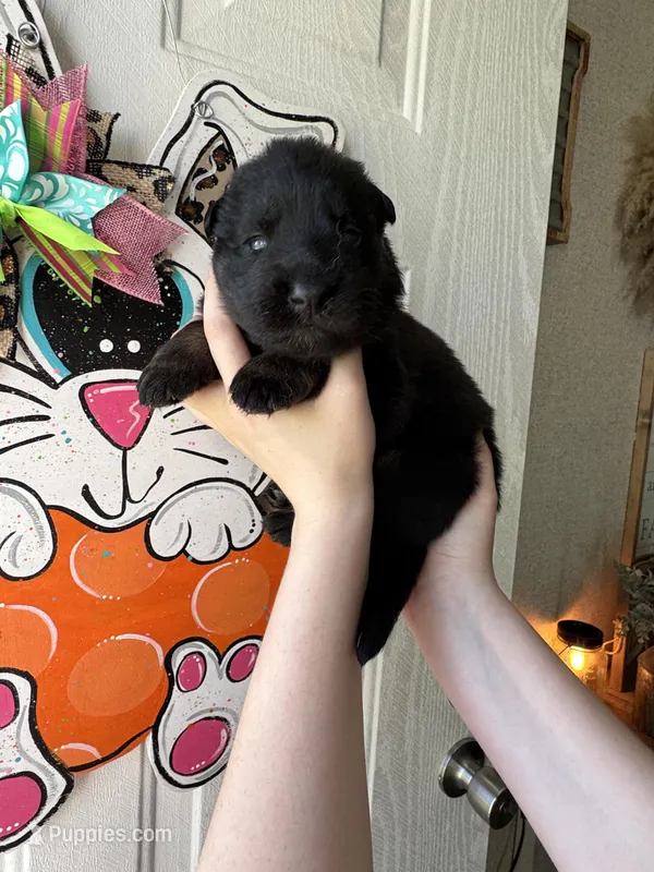 Forest  – German Shepherd Dog puppy for sale in Santo, TX