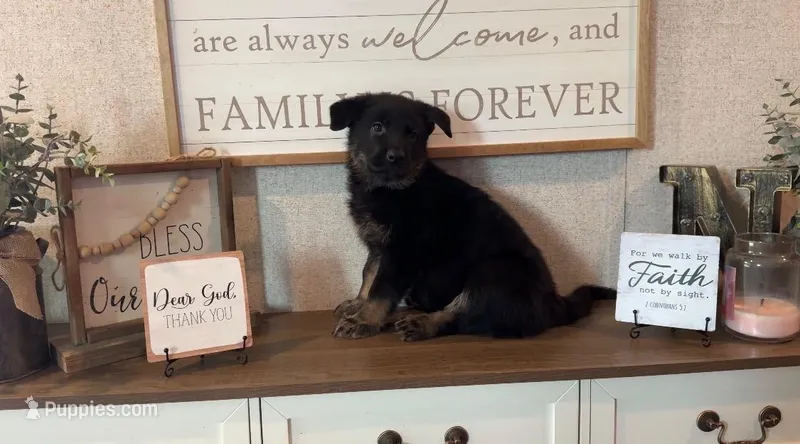 Forest  – German Shepherd Dog puppy for sale in Santo, TX