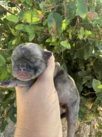 Spike, a female Pug for sale in Santo, TX – 2 of 4
